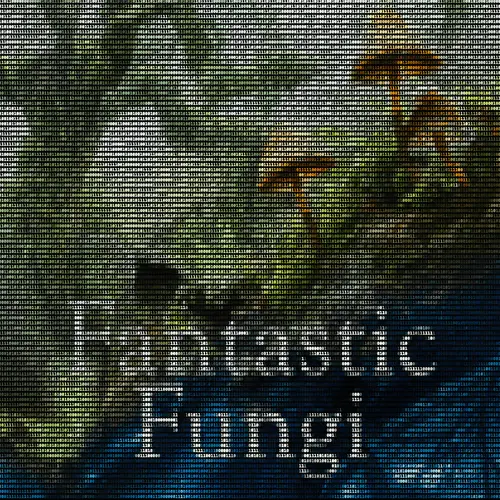 Fantastic Fungi Cover Artwork